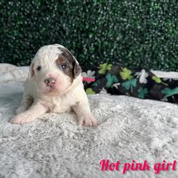 Hot pink girl - Merle female Bernedoodle puppy in Modesto, California from Two Doods Doodles