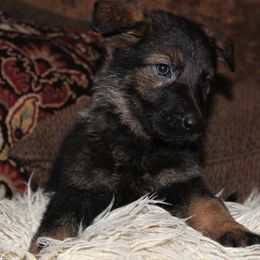 German Shepherd and Rhodesian Ridgeback Puppies from Sugar Paws Pets