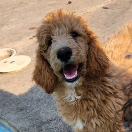 Honor - Red  Poodle puppy in Central Point, Oregon from Hanley Country Canines