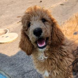 Honor - Red  Poodle puppy in Central Point, Oregon from Hanley Country Canines