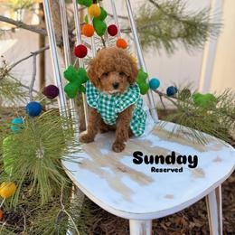 Bernedoodle, Cavalier King Charles Spaniel, Cavapoo, Goldendoodle, and Poodle Puppies from Gypsi Doodles & Poodles LLC.