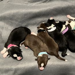 Border Collie Puppies from Poteet Pups