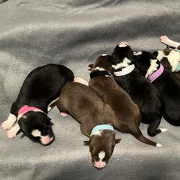 Border Collie Puppies from Poteet Pups
