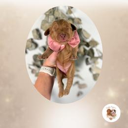 Destiny - Red  female Goldendoodle puppy in Canton, Georgia from Teddy Puppies