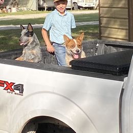 Australian Cattle Dog Puppies from Rockin C Heelers