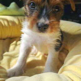 Borage - Parti male Yorkshire Terrier puppy in Stockton, California from Lala & Co.