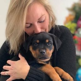 Rottweiler puppies from Louisov Kennel
