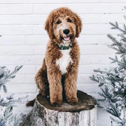 Lucy - Goldendoodle