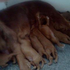 Irish Setter Puppies from Chimera Irish Setters