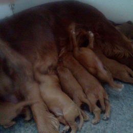 Irish Setter Puppies from Chimera Irish Setters