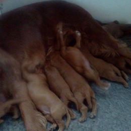 Irish Setter Puppies from Chimera Irish Setters
