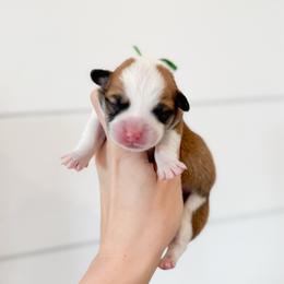 Thing 2 (Green) - Red male Pembroke Welsh Corgi puppy in Milan, Georgia from Williams’ Welsh Corgis LLC