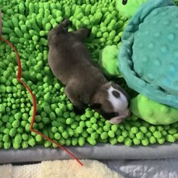 Girl 3 - Brindle female Bulldog puppy in Tierra Verde, Florida from Destiny Kennel