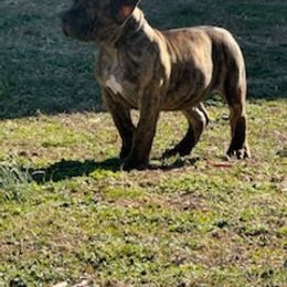 Boerboel Puppies from Erickson Ranch Boerboels