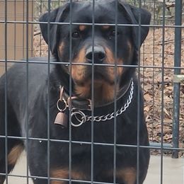 Adah - Rottweiler