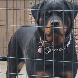 Adah - Rottweiler