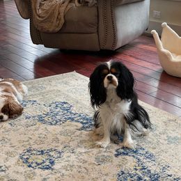 Cavalier King Charles Spaniel Puppies from Whiteriver Cavaliers