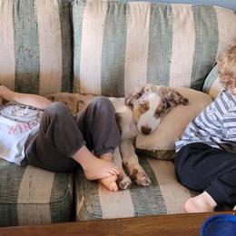 Australian Shepherds from Barn Raised Aussies