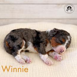 Winnie - Tri-color female Bernedoodle puppy in Greenville, Texas from Doodles of Promise