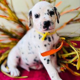Yellow collar - White and black male Dalmatian puppy in Westhoff, Texas from Smart Dalmatians