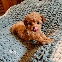 Eddy - Red  male Poodle puppy in Montrose, Pennsylvania from Tales Of Joy
