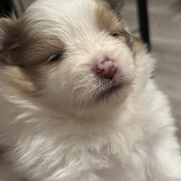 Pomeranian Puppies from Wickedly Cute Puppies