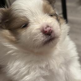 Pomeranian Puppies from Wickedly Cute Puppies