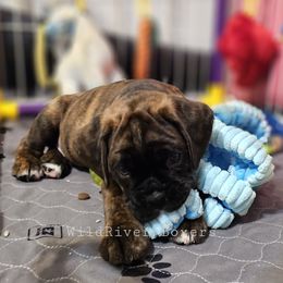 Boxer Puppies from WildRiver Boxers
