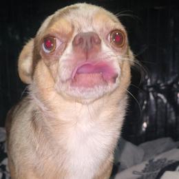 Kasper - Chihuahua