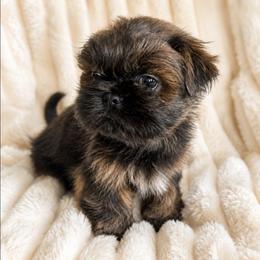 Gunner - Brindle male Shih Tzu puppy in Smithville, Georgia from The Luckie Puppy