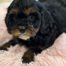 Cavapoo and Shihpoo Puppies from Haus of Doodles