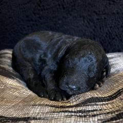 Puppy 1 - Black male Whoodle puppy in Corinth, Maine from Whoodles of Maine