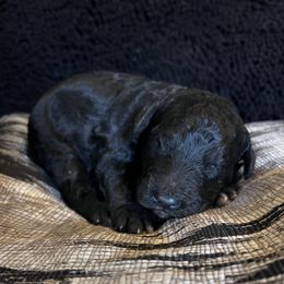 Puppy 1 - Black male Whoodle puppy in Corinth, Maine from Whoodles of Maine