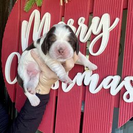 Buddy - Liver white and tan male English Springer Spaniel puppy in Wilmer, Alabama from Southbend Springers