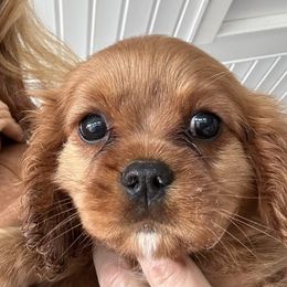 Cavalier King Charles Spaniel puppies from Napier Cavaliers