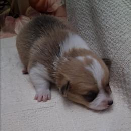 Dot - Red female Pembroke Welsh Corgi puppy in Gaffney, South Carolina from Battlefield Kennels