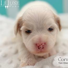 Cornell - White male Shorkie puppy in Scottsdale, Arizona from Lil Luxe Pups