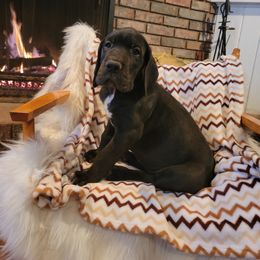 Great Dane Puppies from Chuck City Danes
