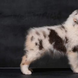 Australian Shepherd Puppies from Veritas Australian Shepherds