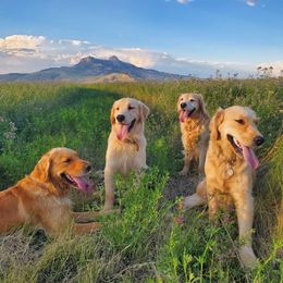 Golden Retriever Puppies from Bliss Creek Goldens