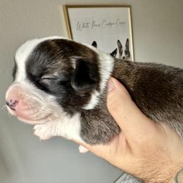 Ren - Brindle and white female Cardigan Welsh Corgi puppy in San Antonio, Texas from White Paws Cardigan Corgis