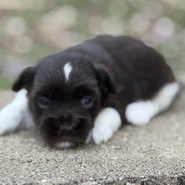 Betsy - Black and white female Havanese puppy in Lancaster, South Carolina from 3 Bs Havanese-PUPPIES with  PURPOSE
