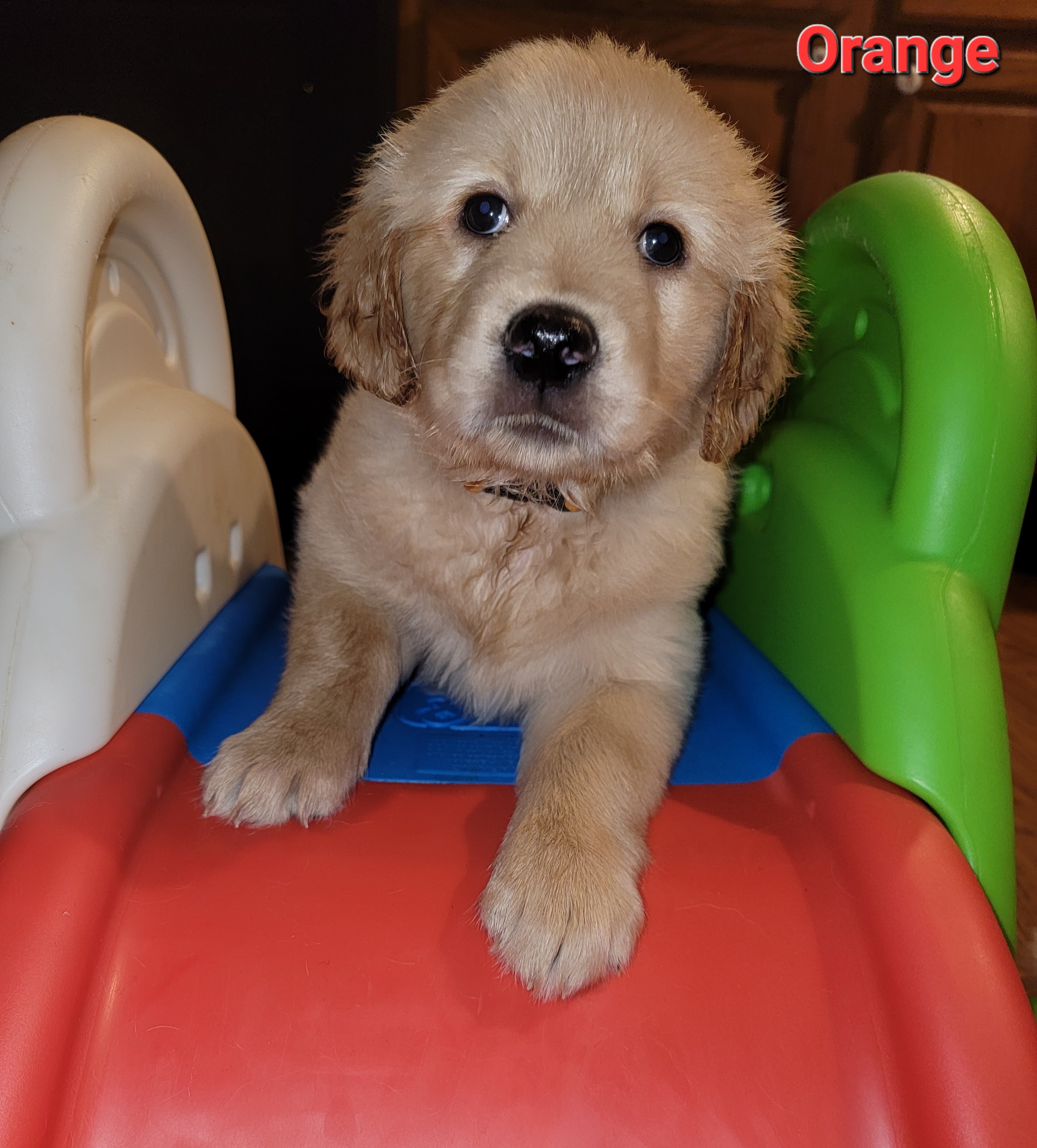 Golden Retriever Puppies from JK Goldens