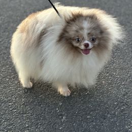 Maple - Pomeranian