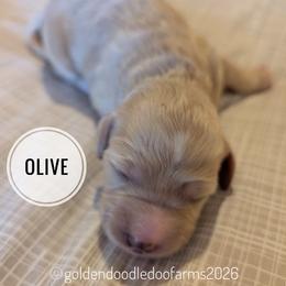 Olive - Caramel ice female Golden Aussiedoodle puppy in Hyrum, Utah from Goldendoodledoo Farms