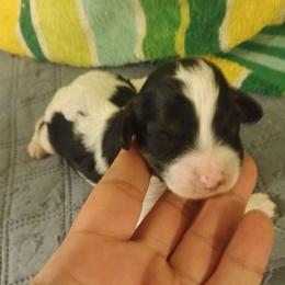 Boy two - Black and white male Cavapoo puppy in East Providence, Rhode Island from Marta's Cavaliers