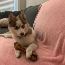 Red - Pomsky