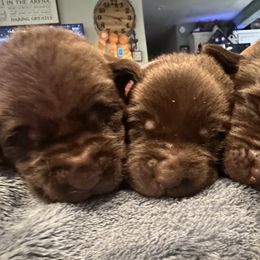 Labrador Retriever Puppies from Okiehuntinboyz Labrador Retrievers