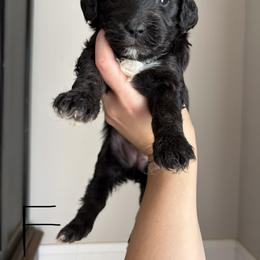 Daisy - Black female Goldendoodle puppy in Anderson, South Carolina from M & L Pups