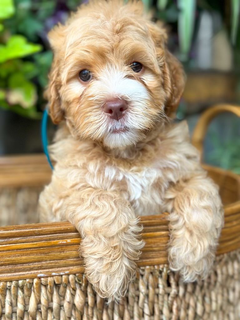 Harmony labradoodles best sale